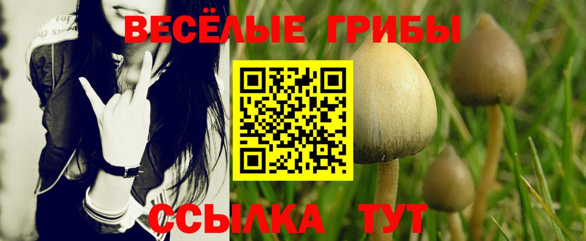 Псилоцибиновые грибы GOLDEN TEACHER Ленинск-Кузнецкий